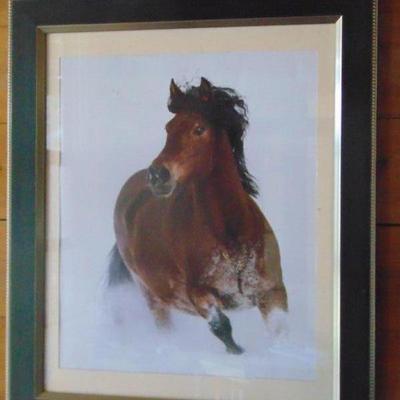 horse picture