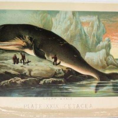 Lot 010
VTG Print Whale Plate XXIX Cetacea