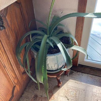 this plant and more like it in another room