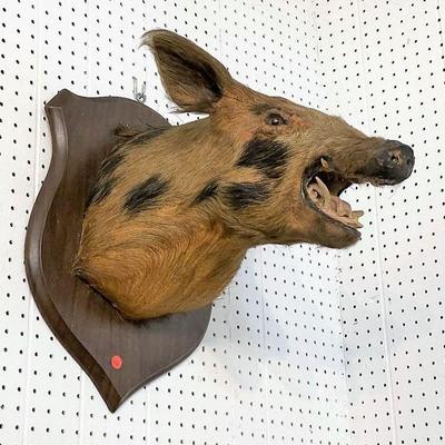 302: Wild boar head mount on wooden back approx. 14" w x 21" d x 20" h