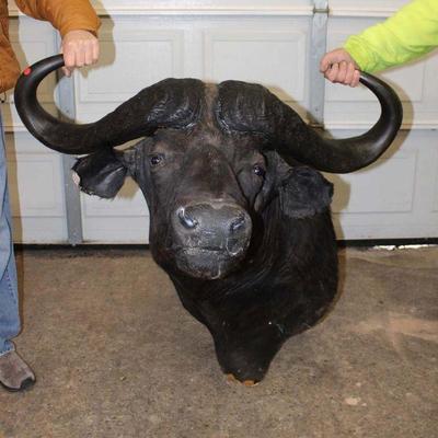 304: African Cape Buffalo head mount in as found condition approx. 40" w x 40" d x 42" h