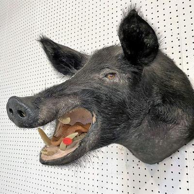 301: Wild boar head mount approx. 15" w x 16" d x 25" h