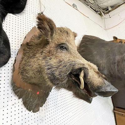 303: Wild boar head mount approx. 18" w x 24" d x 32" h