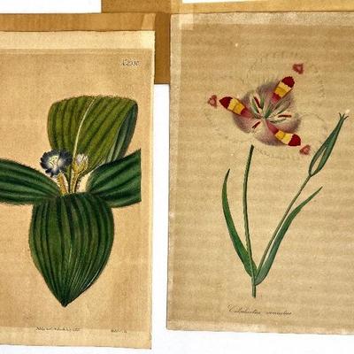 Two Antique Botanical Color Engravings: Tradescantia Plate N2330 from Curtis's Botanical Magazine 1822/Calochortus venustus from Paxon's...