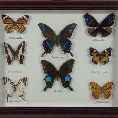 Framed Butterfly Specimens