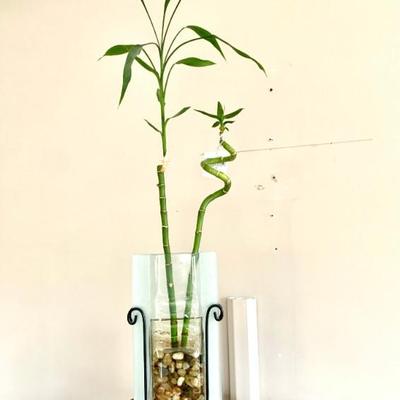BAMBOO PLANT
