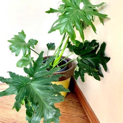 HOUSE PLANTS
