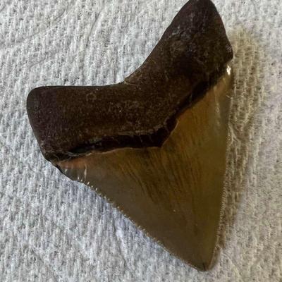 HTS458- Fossil Tooth