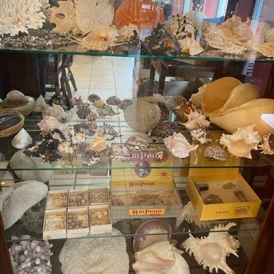 Sea Shell Collection