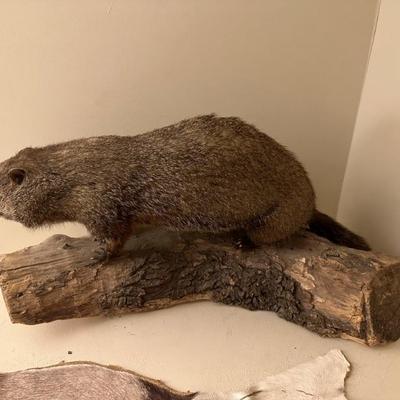 Beaver On Oak Log (Asking-600$) Bids Accepted