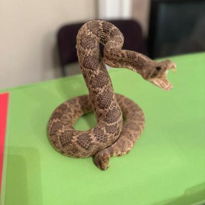 Diamond Back Rattler Coiled To Strike (Asking-400$) Bids Accepted