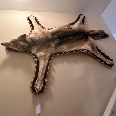 Coyote Full Sized Rug And Under Pinning (Asking-2,000$) Bids Accepted