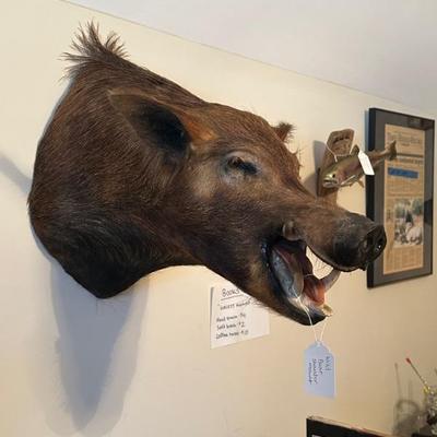 Wild Boar Shoulder Mounted (Asking-$700) Bids Accepted