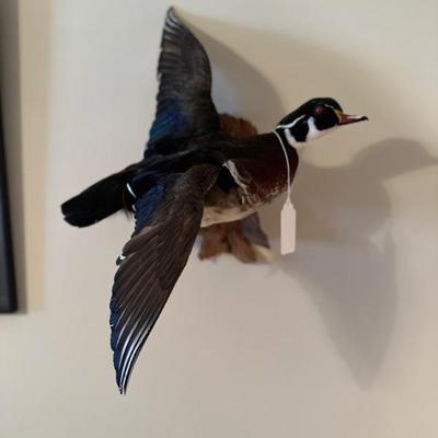 Wood Duck (Asking-650$) Bids Accepted