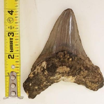1212	MEGALODON TOOTH, APPROXIMATELY 4 IN
