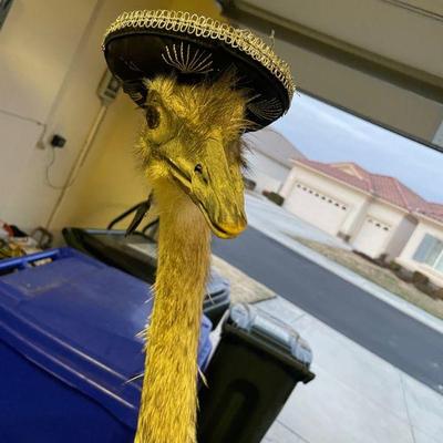 stuffed ostrich