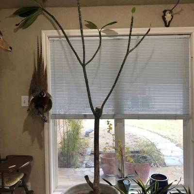 over 7' plumeria 