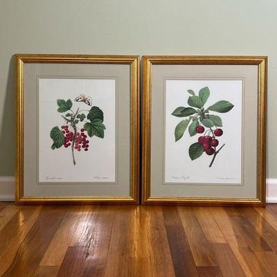 (2pc) Pair Reproduction Botanical Engravings | Corisier Royal and Groseiller rouge, matching frames
Dimensions: w. 18.5 x h. 22 in 