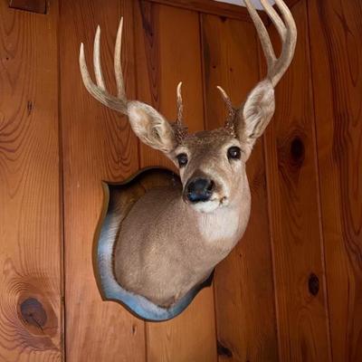 8 pt deer head buck $175