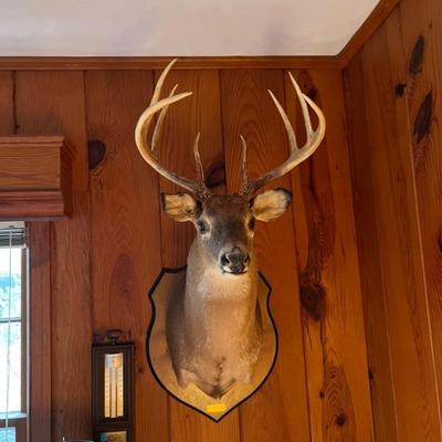 8pt buck $250