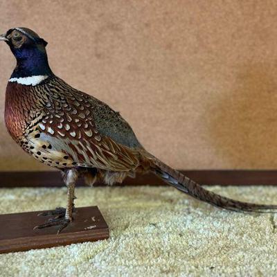 SJP033- Vintage Taxidermy Ring Necked Pheasant 