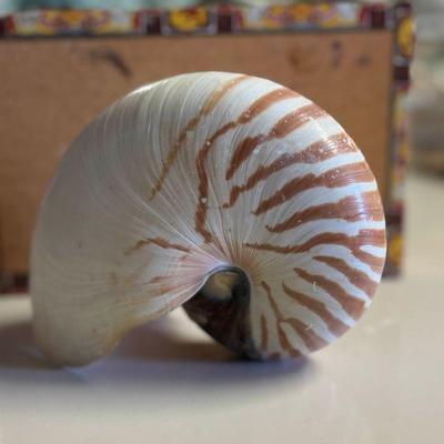 SJP009- Beautiful Nautilus Shell 