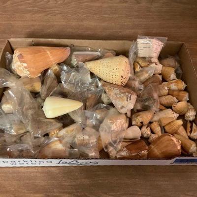 SJP024 Box Of Conical Seashells