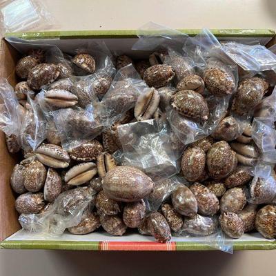 SJP028- Box Of Arabian Cowry Shells