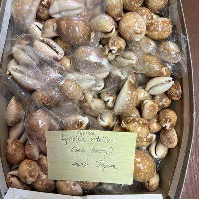 SJP042- Box Of Deer Cowrie Shells