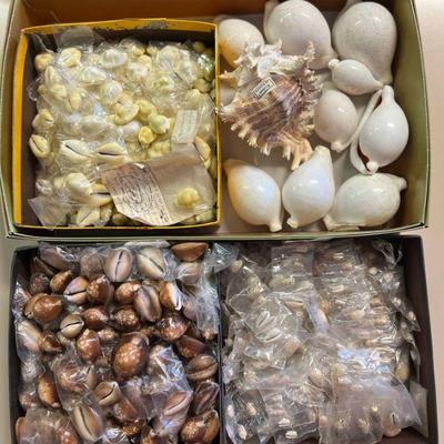 SJP051- Boxes Of Beautiful Shells