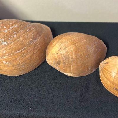 SJP052- (3) Melon Volute Shells