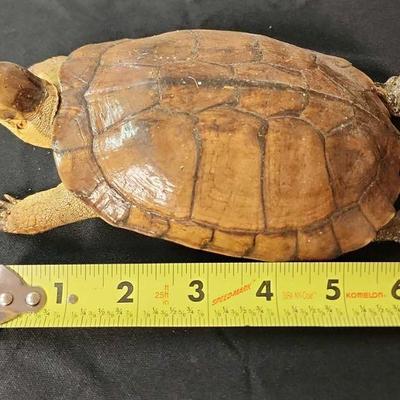 SJP071 - Turtle