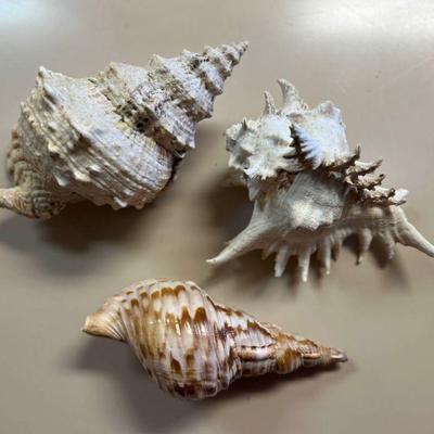 SJP008- (3) Beautiful Shells 