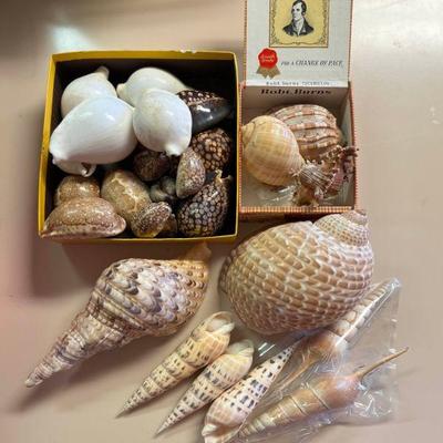 SJP050- Collection Of Shells