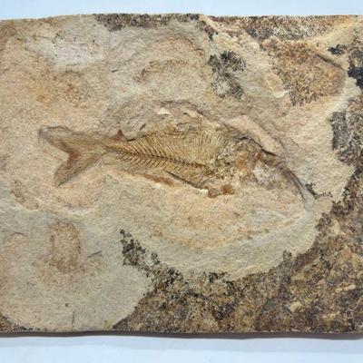 fossil