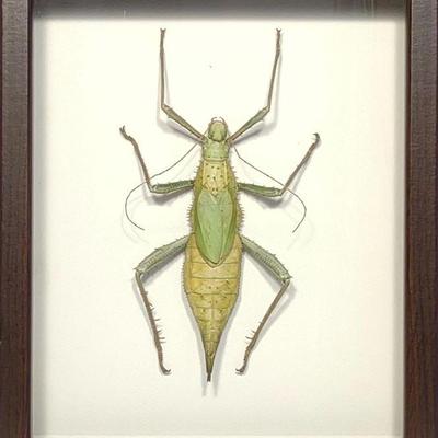 Mounted Jungle Nymph Specimen in Shadowbox