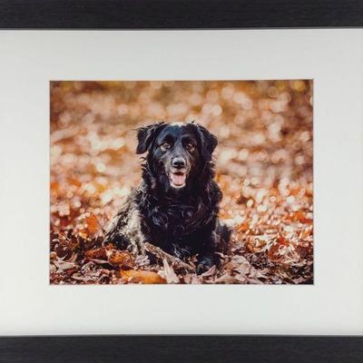 Anna Smolens Framed Photograph of Black Dog