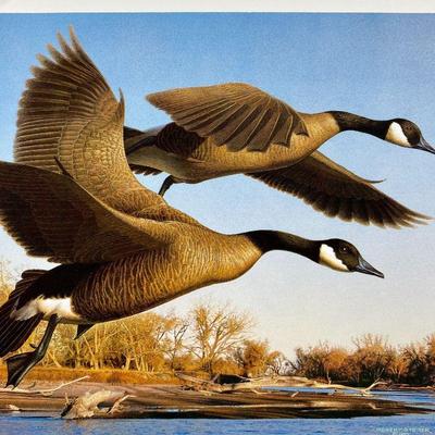  Robert Steiner Limited Edition Signed Duck Stamp Print (Lithograph) and Relief Stamp 1990 ~ 284/14,500