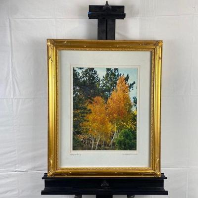 Signed 12 x 16 Photograph of Colorado Aspens "Blaze of Glory" by Local Artist Virginia Hasenak 19" x 24" Framed