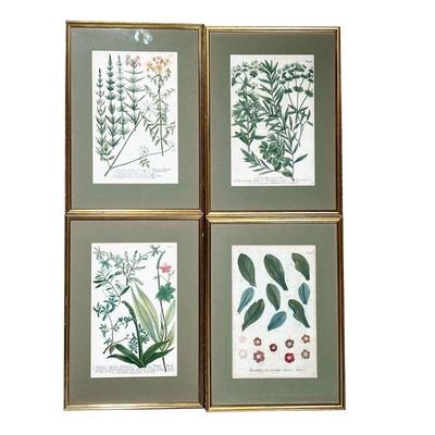 (4PC) BOTANICAL PRINTS | Featuring various flowers, leaves, and plants with Latin names. - w. 14 x h. 19.5 in 