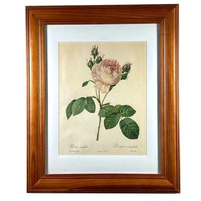 P. J. REDOUTE ROSE PRINT | Print of a budding pink rose: 10.5x13in the subject. w. 18 x h. 22 in  