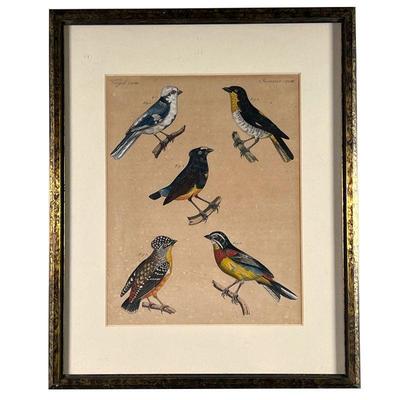 COLORED ETCHING OF 5 BIRDS | 5 colorful woodland birds: 7x9in subject. w. 10.75 x h. 13.25 in  