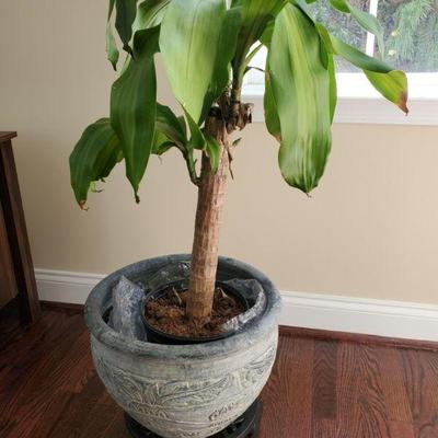 Corn Plant (Dracaena fragrans) - (39")