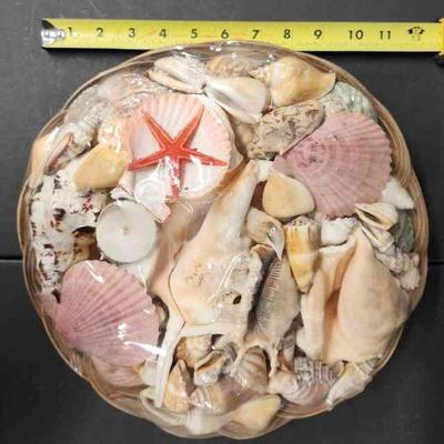 LKF073 - Assorted Sea Shells (1)
