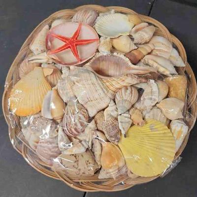 LKF071 - Assorted Sea Shells (1)