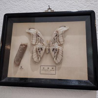 Attacus Altas Moth
