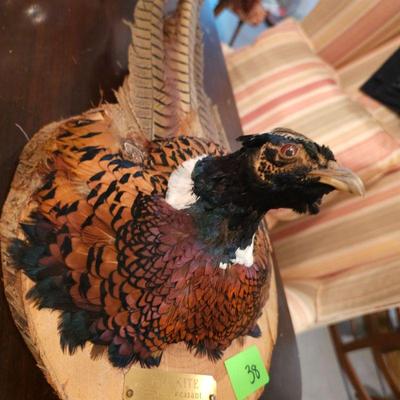 Mounted Taxidermy Iowa Ringneck Pheasant Bust