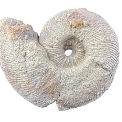 1988 Faroy Inc Ammonite Fossil Stonecast Sculpture- Hayes Parker