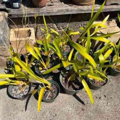 CTD181- Potted Orchid Plants