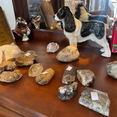 PETRIFIED ROCKS & FOSSILS and more!